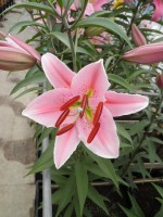 [1770 Medusa EVR No01.JPG]